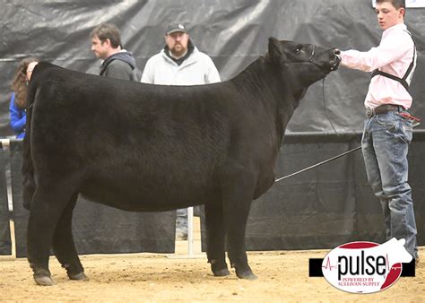 Jackrabbit Memorial Jackpot | Breeding Heifers – Angus Ring A | The Pulse