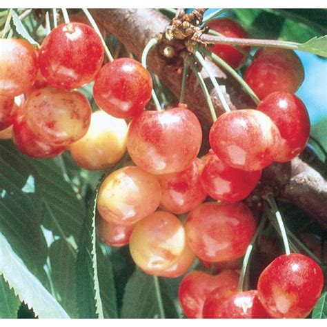 3.64-Gallon Rainier Cherry Tree (L10480) at Lowes.com