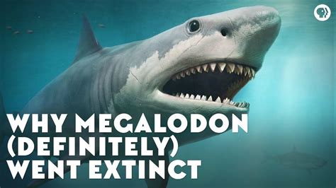 Largest Megalodon Shark Ever Found Cheapest Selling | www.normanfinkelstein.com