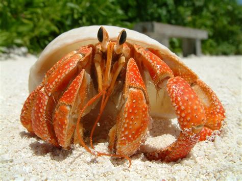 13 Adorable Types of Pet Crabs (With Pictures)