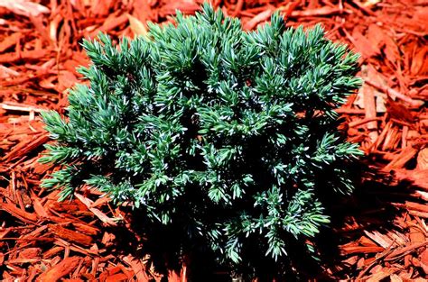 Small Evergreen Shrub Varieties