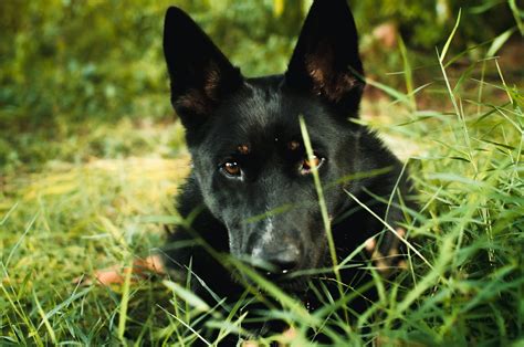 Panda German Shepherd: A Unique Breed Guide