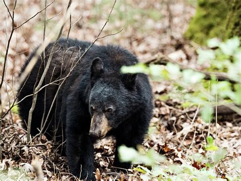 Cades Cove bear Photograph by Janice Kirkpatrick