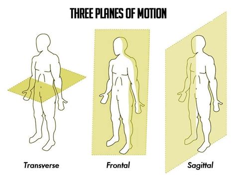 The 25+ best Sagittal plane ideas on Pinterest | Surgery, Spinal cord ...