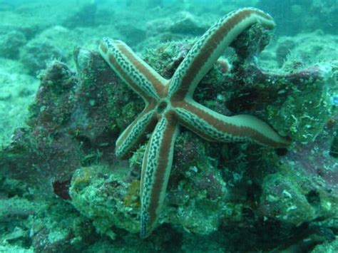 Snorkeling in the Pearl Islands - Panama Casco Viejo