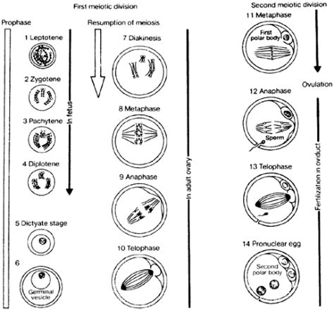 OOCYTE MATURATION | Oncohema Key