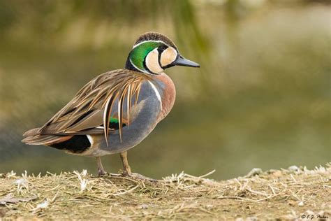 Baikal Teal Male | Teal duck, Animals, Dabbling duck