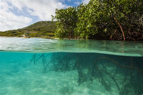 Melissa Rodgers: ‘We must urgently restore blue carbon ecosystems’ - Great Barrier Reef Foundation