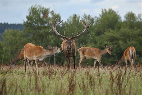 Red Deer during the Deer Rut in the Nature Habitat of Czech Republic Stock Image - Image of hind ...