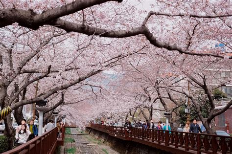 Where to Go for The Most Beautiful Cherry Blossoms in South Korea?