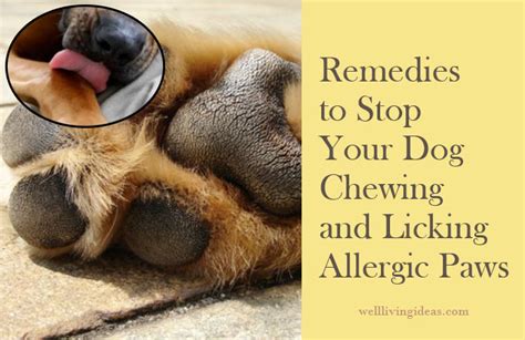 10 Easy Home Remedies to Stop Your Dog Chewing and Licking Allergic Paws