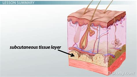 Learn all about the subcutaneous tissue layer and its purpose for being on the body. We will ...