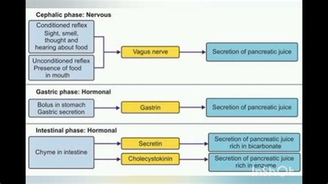 Pancreatic juice: composition & function#medicalstudent#neetpg - YouTube