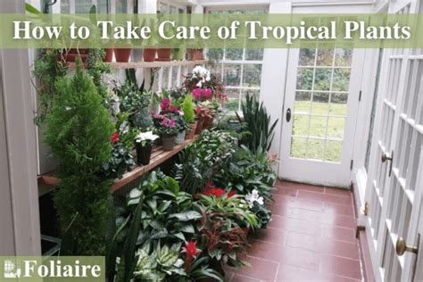 Plant Care Tips: How to Take Care of Tropical Plants - Indoor Plantscaping