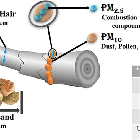 Different types of particulate matters and their size comparison ...