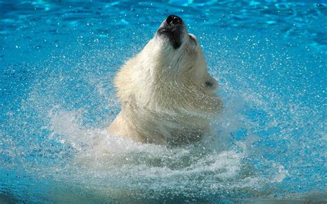 HD Polar Bear Splash Wallpaper