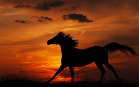 Aesthetic Sunset Horse Wallpapers - Wallpaper Cave