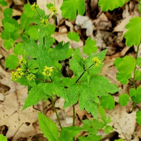 Clustered Snakeroot (Sanicula odorata) Plant | Western Carolina ...