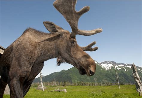 Anchorage Wildlife Tour | Alaska Shore Excursions