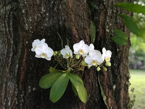 The most beautiful Orchids are the one blooming on a tree trunk : r ...