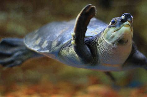 Meet the Pig-nosed Turtle: the most adorable thing you'll see Today