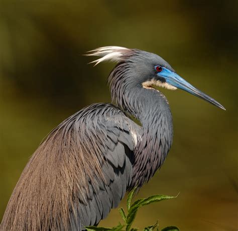 The Tricolored Heron Has More Than Three Colors | Audubon Florida