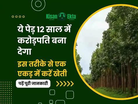 Mahogany Tree Farming ये पेड़ 12 साल में करोड़पति बना देगा, इस तरीके से एक एकड़ में करें खेती ...