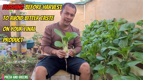 HOW TO FLUSH EXCESS NUTRIENTS BEFORE HARVEST/kratky hydroponics epic ...