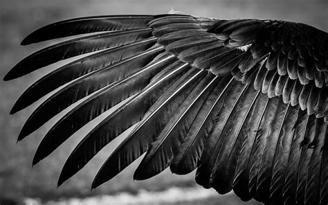 Wing, bird, bw, feather, texture, black, white, HD wallpaper | Peakpx