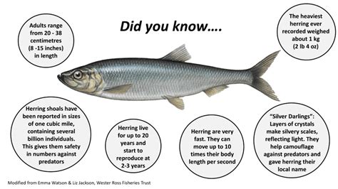 Life History – Scottish Herring