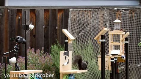 Former NASA Engineer Builds The Perfect Squirrel-Proof Bird Feeder And Watches Them Battle For ...