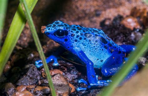 Poison Dart Frog Care Guide - Everything you need to know about keeping Dart Frogs as a Pet ...