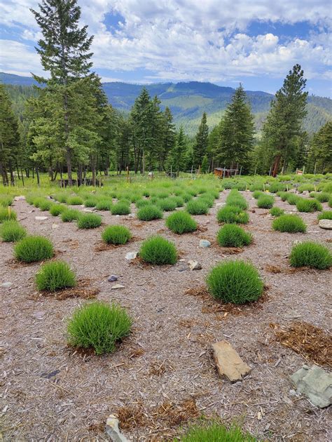 Lavender Farm in Montana - Purple Mountain Lavender