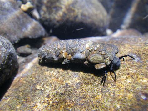 Sacred Stream Insects | Salish Magazine