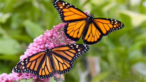 Monarch Butterfly Wallpaper - WallpaperSafari