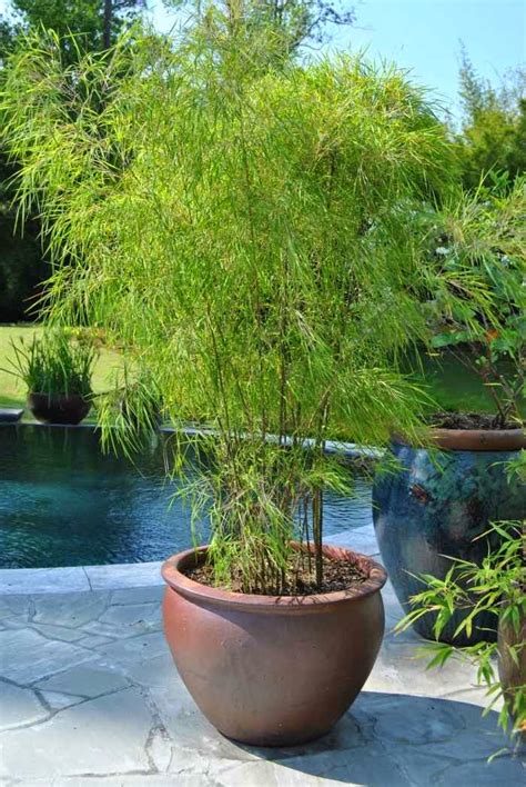 Bamboo In The Garden - A Fascinating And Versatile Plant | Houzz Home