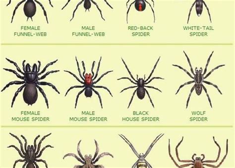 Spider Control | Safeguard Pest Control | Sunshine Coast