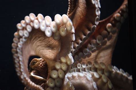 Debunking the Myth of the 'Oklahoma Octopus'