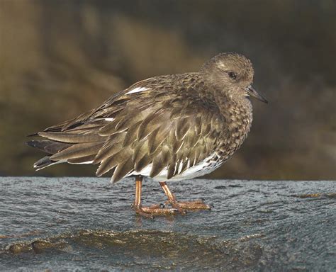 Black Turnstone | San Diego Bird Spot