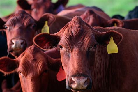 Close Up of Dairy Cow. Cattle Farming, Breeding, Milk and Meat ...