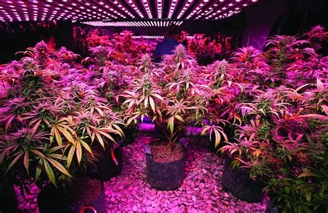 Cannabis Micro Grow Guide | Growing a Small Weed Plant - WSE