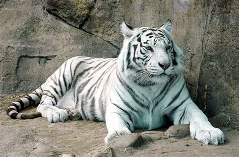 Tigre Blanco Bengalí Amur Tigre Albino Bengal Tigre Albino Albino. Un ...