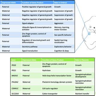 Examples of the functions of imprinted genes. Shown is a nonexhaustive ...