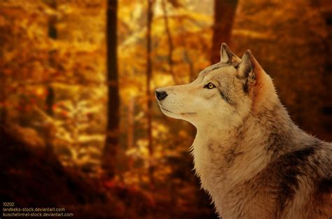 Autumn Wolf by Alliton on DeviantArt