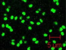 Glowing Carbon-based Quantum Dots