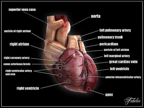 Human heart std mat 3D model | CGTrader