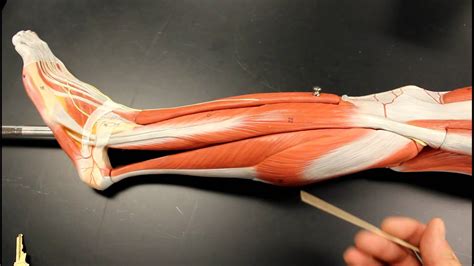 MUSCULAR SYSTEM ANATOMY: Lateral leg region muscles model description ...