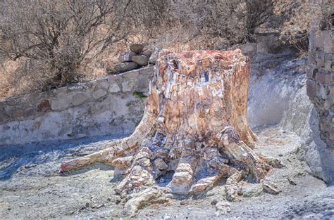 3 Largest Petrified Forests In The World - Rock Seeker