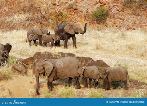 African Elephant herd stock photo. Image of krugerpark - 19399946