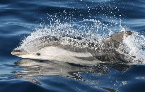 Striped dolphin - Whale & Dolphin Conservation Australia